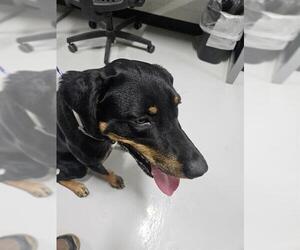 Doberman Pinscher-Unknown Mix Dogs for adoption in Temple, TX, USA