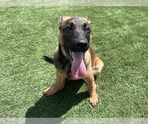 Mutt Dogs for adoption in Corona, CA, USA