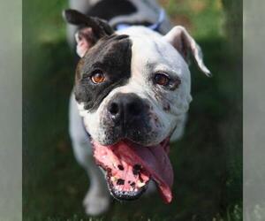 Mastiff-Unknown Mix Dogs for adoption in San Antonio, TX, USA