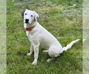 Labmatian Dogs for adoption in Genesee, WI, USA