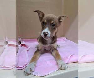 Labrador Retriever Dogs for adoption in Clarkesville, GA, USA