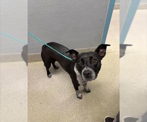 Mutt Dogs for adoption in Las Vegas, NV, USA