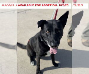 Labrador Retriever-Unknown Mix Dogs for adoption in Williamsburg, IA, USA