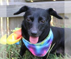 Toy Rat Doxie Dogs for adoption in Wakefield, RI, USA