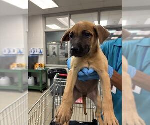 Mutt Dogs for adoption in Oklahoma City, OK, USA