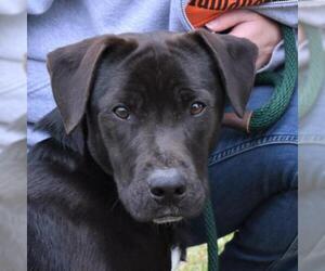 Basset Hound-Chocolate Labrador retriever Mix Dogs for adoption in Nashville, IN, USA