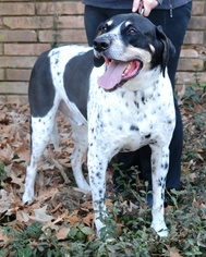 Medium Photo #1 Bluetick Coonhound Puppy For Sale in Germanton, TN, USA