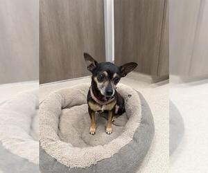 Dachshund-Unknown Mix Dogs for adoption in Baytown, TX, USA