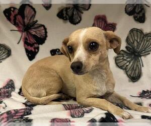 Chihuahua Dogs for adoption in HESPERIA, CA, USA