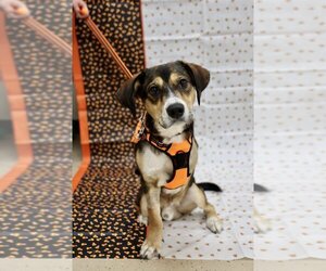 Mutt Dogs for adoption in Mundelein, IL, USA