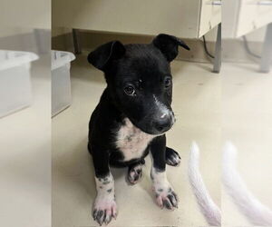 Mutt Dogs for adoption in Webster, WI, USA