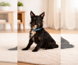 Cairn Terrier-Unknown Mix Dogs for adoption in Sistersville, WV, USA