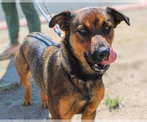 German Shepherd Dog-Unknown Mix Dogs for adoption in Martinez, CA, USA