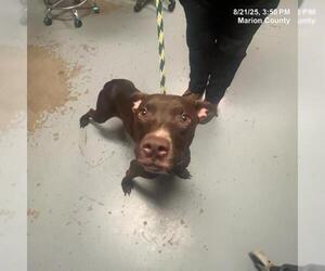 American Pit Bull Terrier-Unknown Mix Dogs for adoption in Ocala, FL, USA