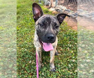 Mutt Dogs for adoption in Sacramento, CA, USA