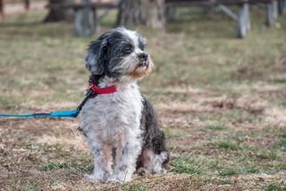 Shih-Poo Dogs for adoption in Bridgewater, NJ, USA