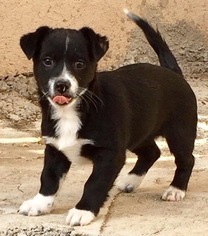 Small Border Collie-Chihuahua Mix