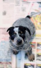 Australian Shepherd Dogs for adoption in Rossville, TN, USA