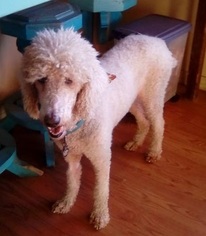 Poodle (Standard) Dogs for adoption in Apple Valley, CA, USA