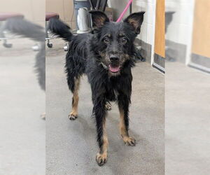 German Shepherd Dog-Unknown Mix Dogs for adoption in Forestville, MD, USA