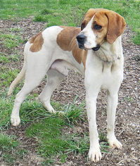 Pointer Dogs for adoption in Stockport, OH, USA