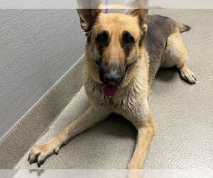German Shepherd Dog-Unknown Mix Dogs for adoption in Las Vegas, NV, USA