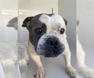 Bulldog-Unknown Mix Dogs for adoption in Houston, TX, USA
