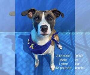 Bull Terrier-Unknown Mix Dogs for adoption in Calgary, Alberta, Canada