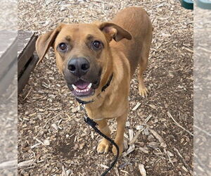 American Foxhound Dogs for adoption in Waterford, VA, USA