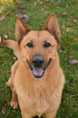 German Shepherd Dog-Unknown Mix Dogs for adoption in Temple, GA, USA