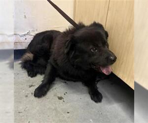 Chow Chow Dogs for adoption in Camarillo, CA, USA