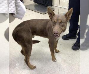 Siberian Husky-Unknown Mix Dogs for adoption in Riverside, CA, USA