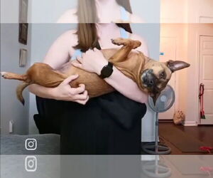 Chihuahua-Unknown Mix Dogs for adoption in Missouri City, TX, USA