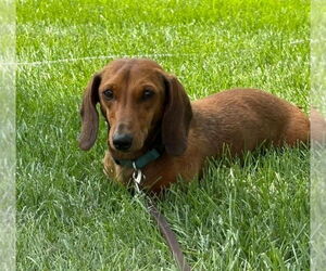 Dachshund Dogs for adoption in St. Louis Park, MN, USA