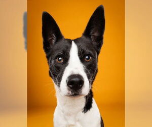 Basenji-Canaan Dog Mix Dogs for adoption in Grand Prairie, TX, USA