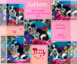 Medium Photo #1 Jack Russell Terrier-Unknown Mix Puppy For Sale in Missouri City, TX, USA