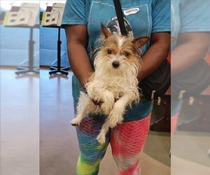 Mutt Dogs for adoption in Upland, CA, USA