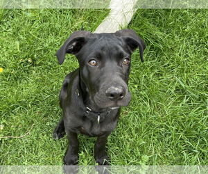 Labrador Retriever-Unknown Mix Dogs for adoption in Oakhurst, NJ, USA