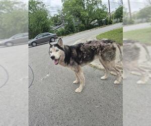 Siberian Husky Dogs for adoption in San Antonio, TX, USA