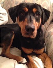 Medium Photo #1 Rottweiler-Unknown Mix Puppy For Sale in Livonia, MI, USA