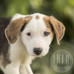 Borador Dogs for adoption in Waco, TX, USA
