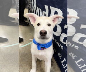 Pyrenees Husky Dogs for adoption in Bellevue, WA, USA