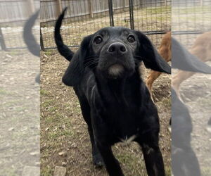 Labbe Dogs for adoption in Aurora, IN, USA