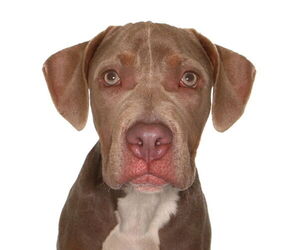 American Staffordshire Terrier Dogs for adoption in Oakland Park, FL, USA