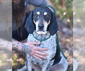 Bluetick Coonhound Dogs for adoption in Lacombe, LA, USA