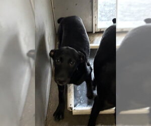 Doberman Pinscher-Unknown Mix Dogs for adoption in Stockton, CA, USA