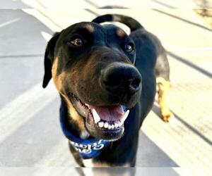Doberman Pinscher-Unknown Mix Dogs for adoption in Pueblo, CO, USA
