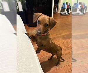 Dachshund-Unknown Mix Dogs for adoption in San Antonio, TX, USA