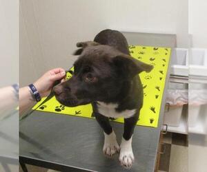 Labrador Retriever-Pembroke Welsh Corgi Mix Dogs for adoption in Coventry, CT, USA
