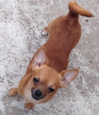 Chihuahua-Unknown Mix Dogs for adoption in Plant City, FL, USA